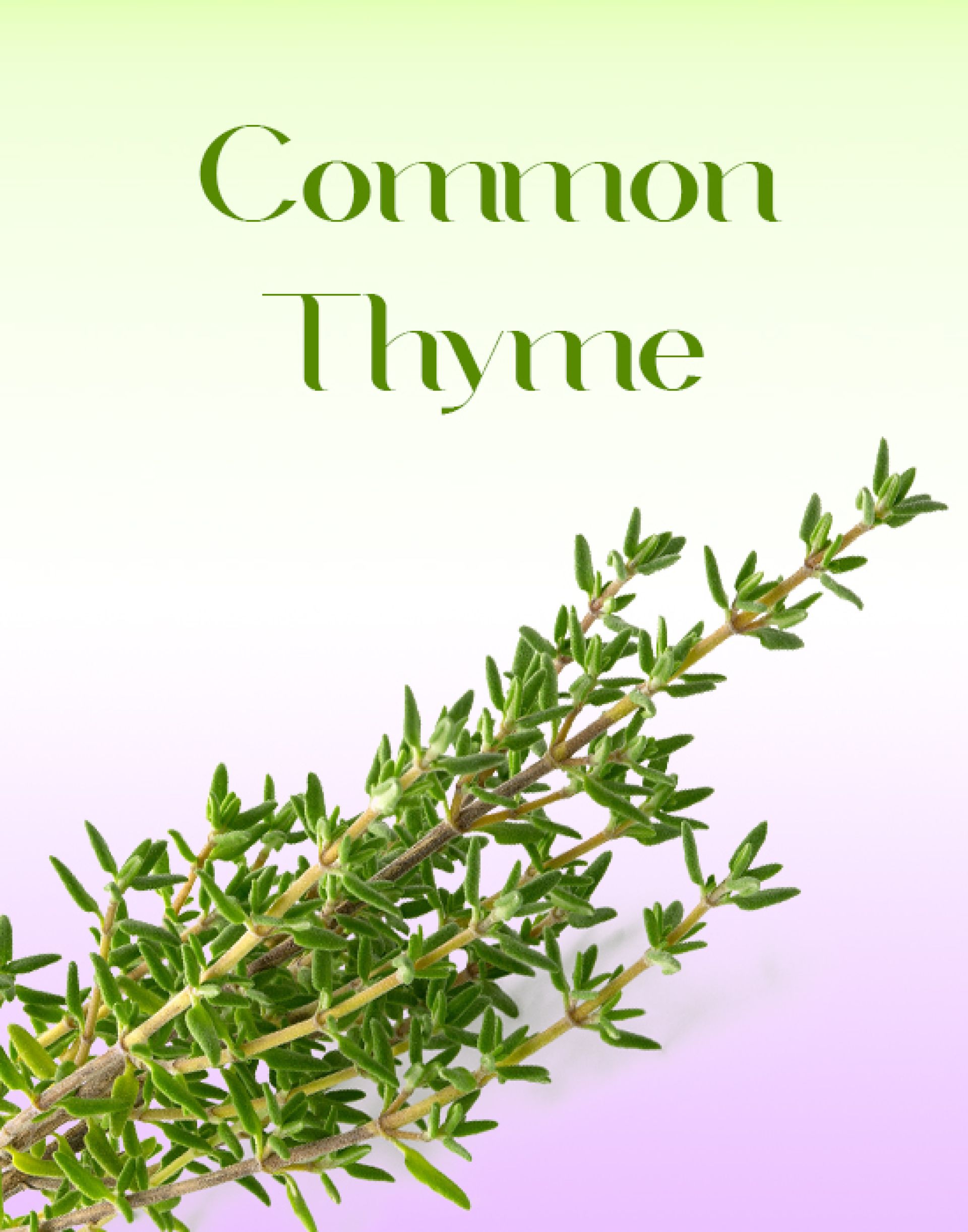 Common Thyme